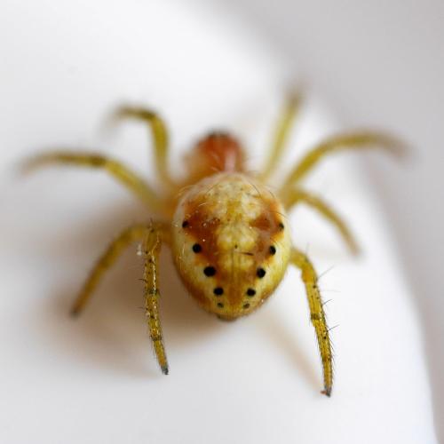 Araniella sp.